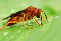 all wet wasp