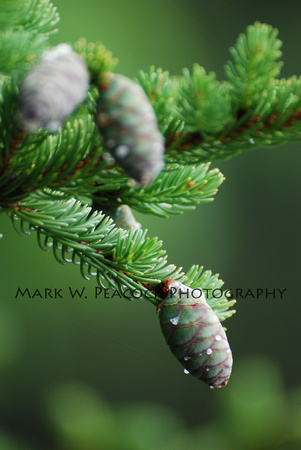 Pine Detail