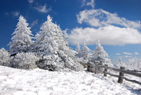 Roan Mountain Winter