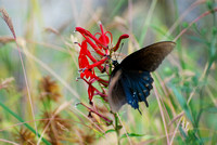 winged flower