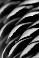Pine Cone Abstract