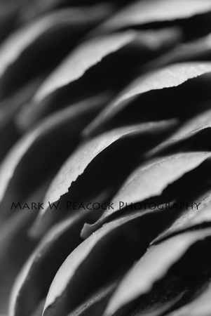 Pine Cone Abstract