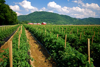 Tennessee Tomato Farm