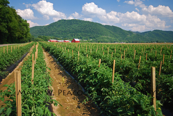 Tennessee Tomato Farm