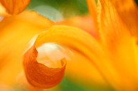 Tiger Lily Abstract