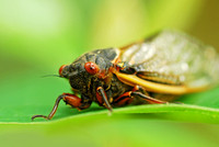 cicada closeup