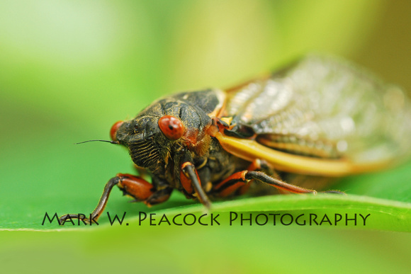 cicada closeup