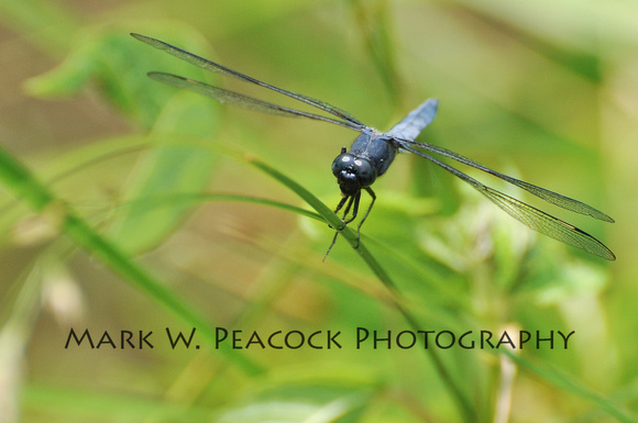 Bi-Wing Dragonfly