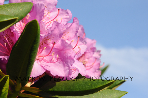 rhododendron bloom